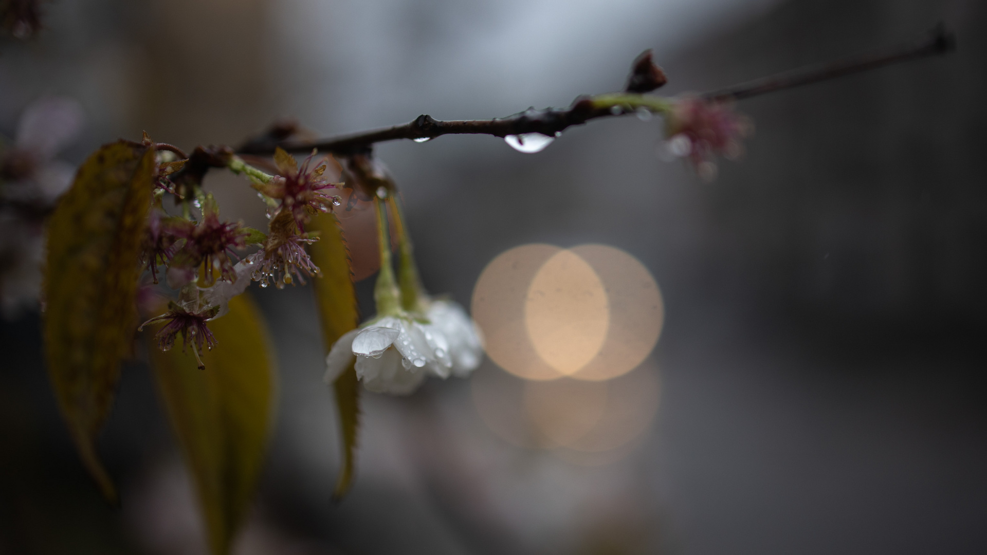 Herbstblüten II