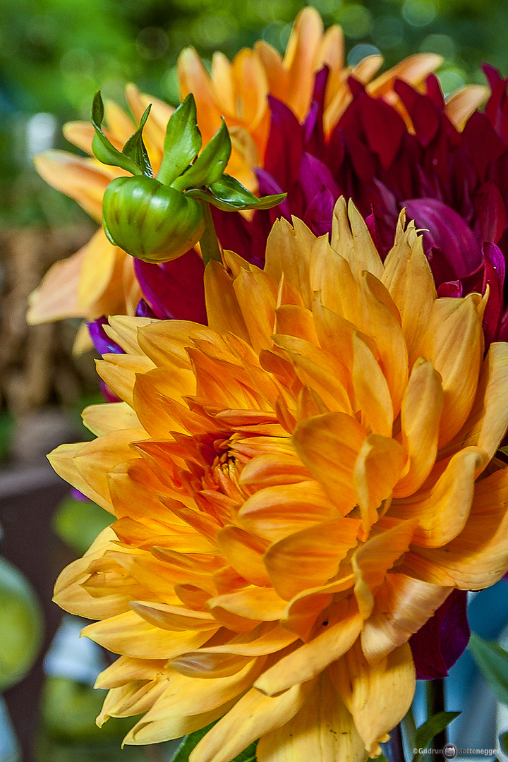 Herbstblüten II