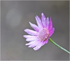 Herbstblüten III