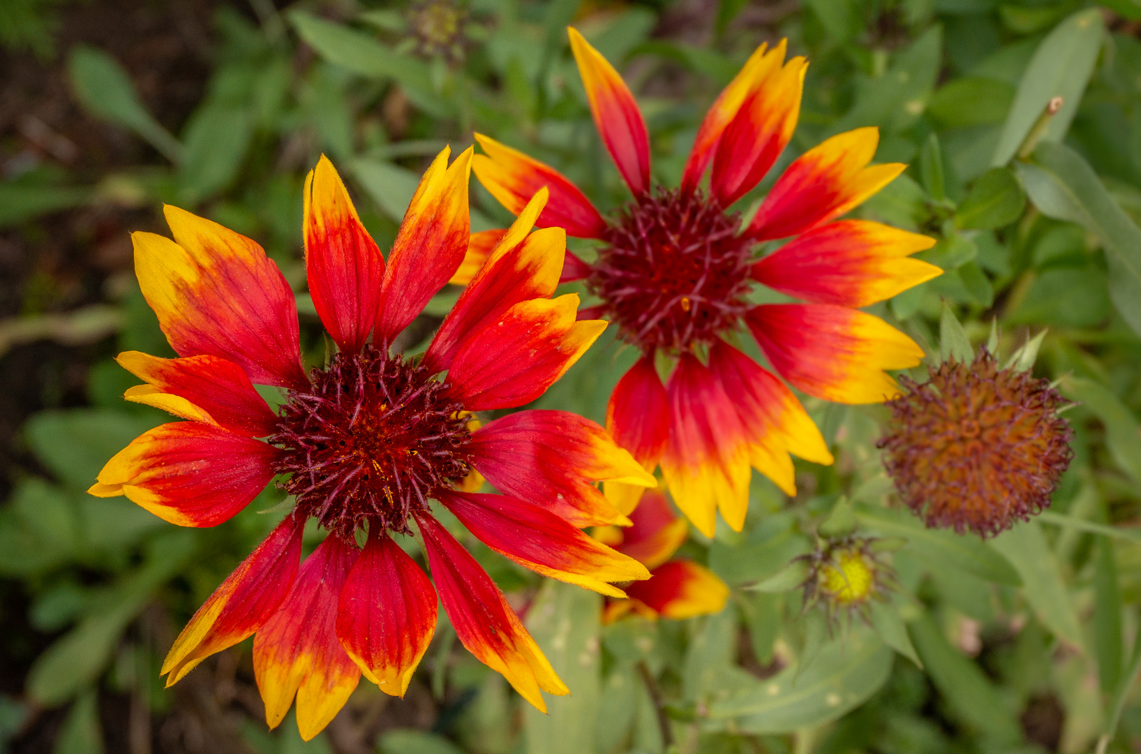 Herbstblüten III