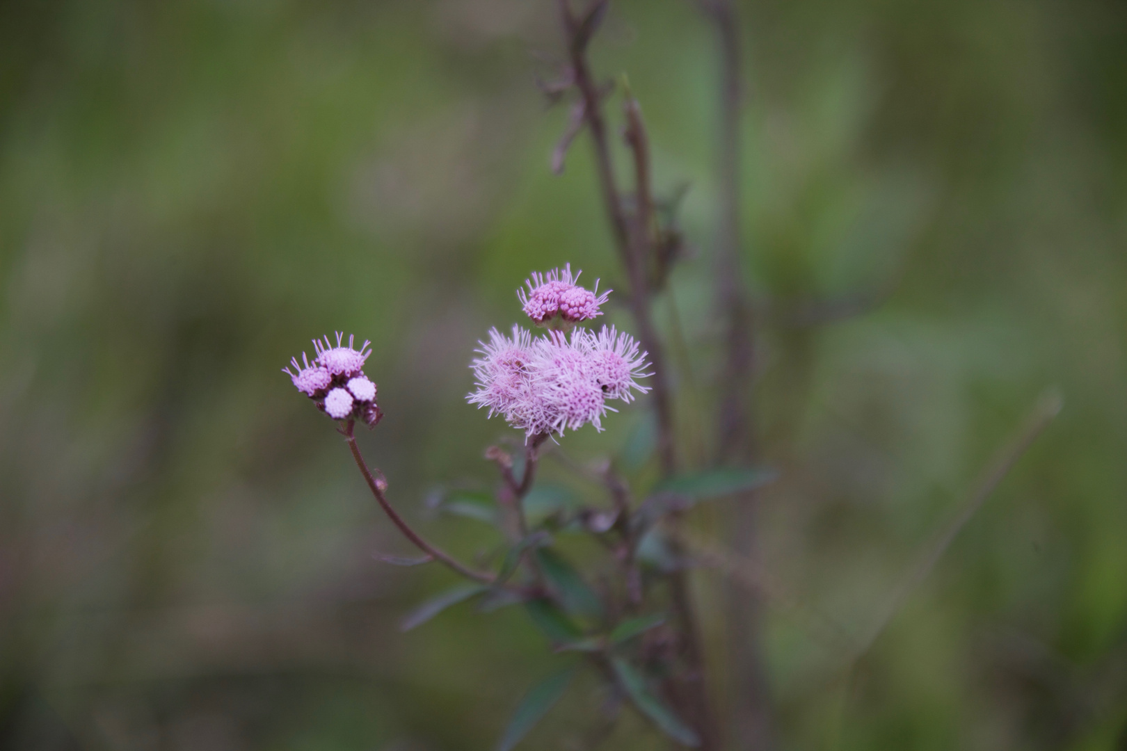 Herbstblüten im Mai