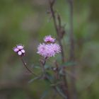 Herbstblüten im Mai