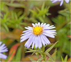 Herbstblüten IV