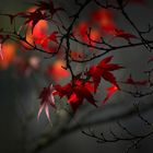 Herbstblüten - Schnitt