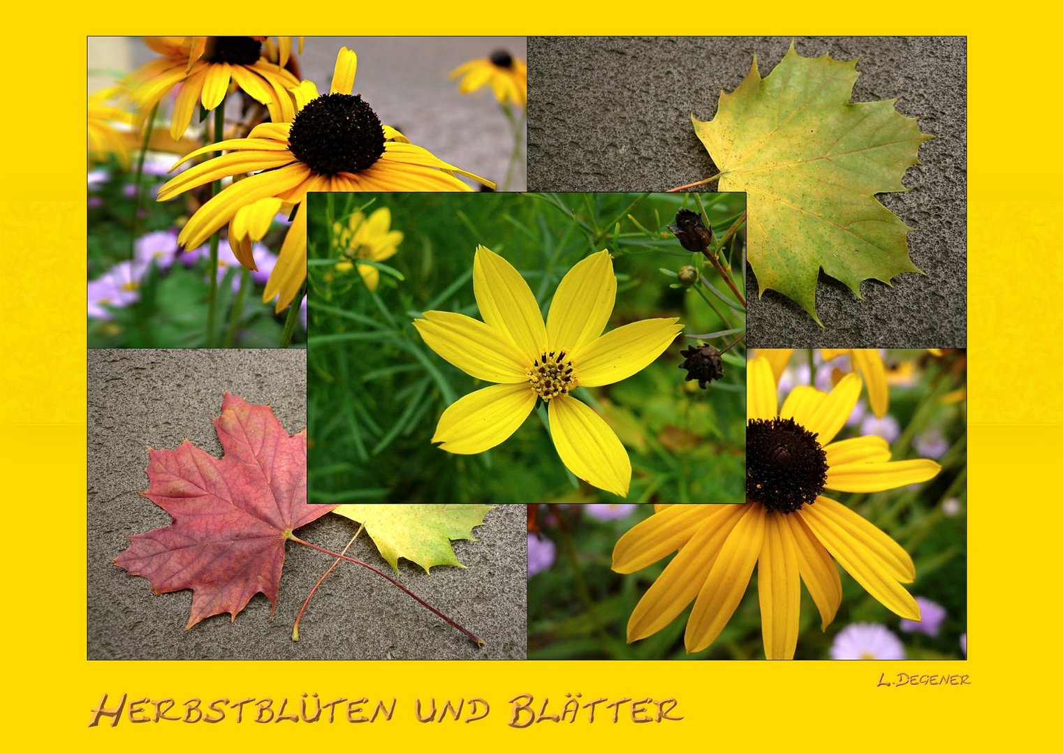 Herbstblüten und Blätter