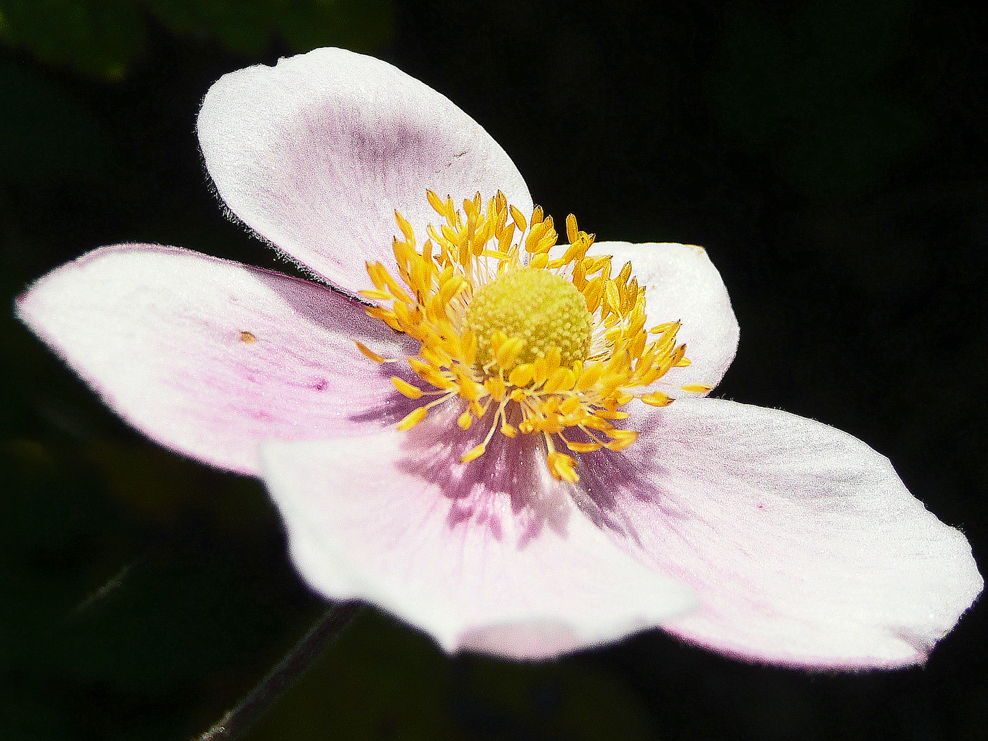 Herbstblume