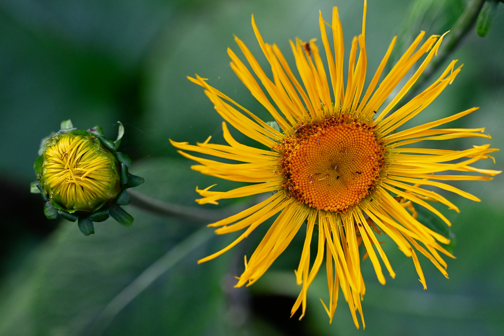 Herbstblume