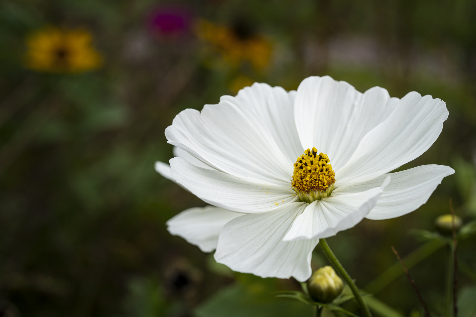 Herbstblume