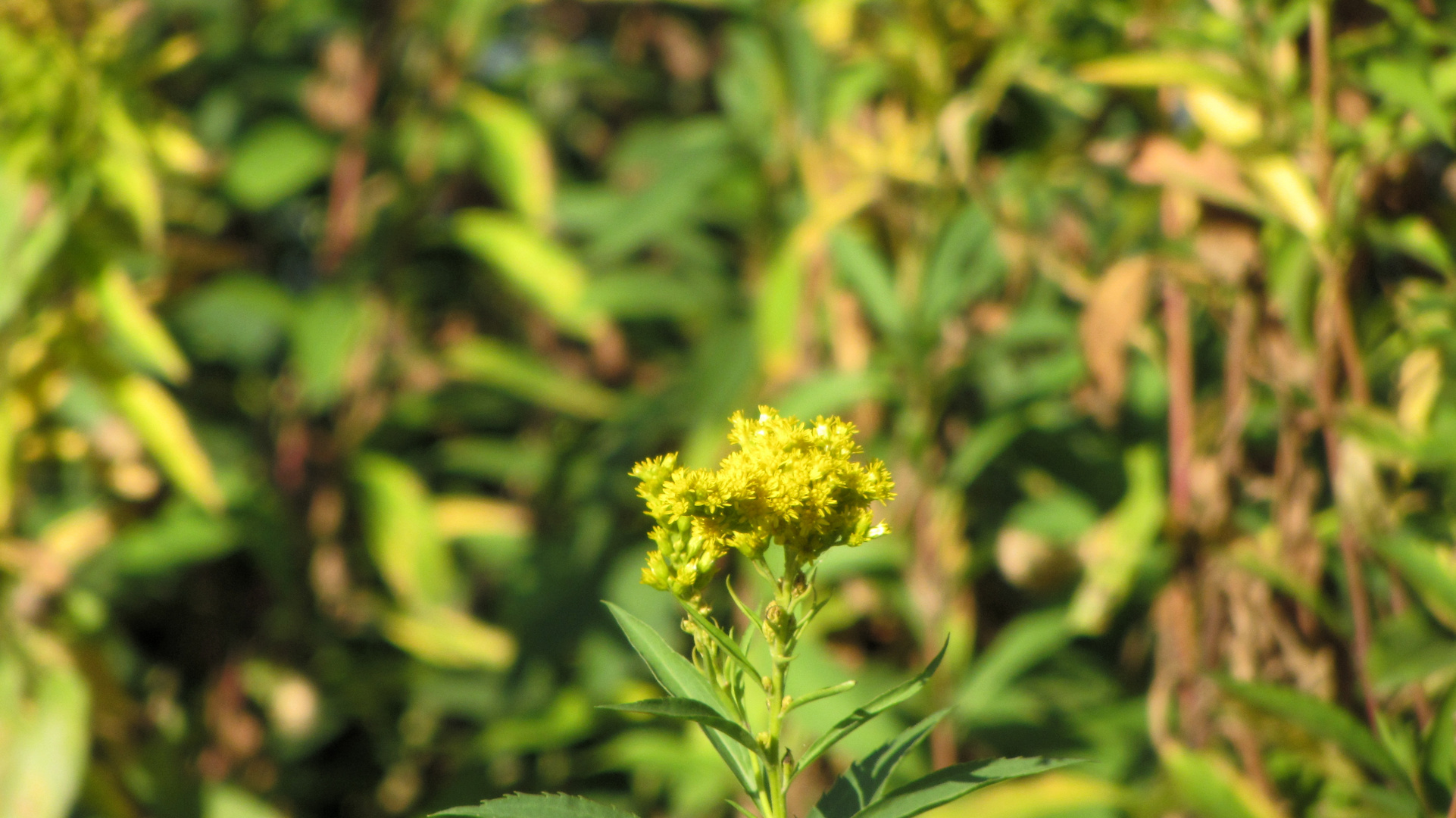 Herbstblume