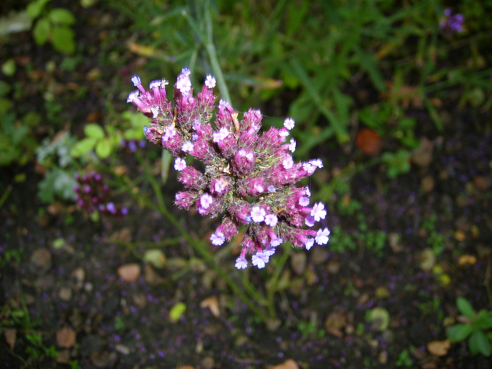 Herbstblume