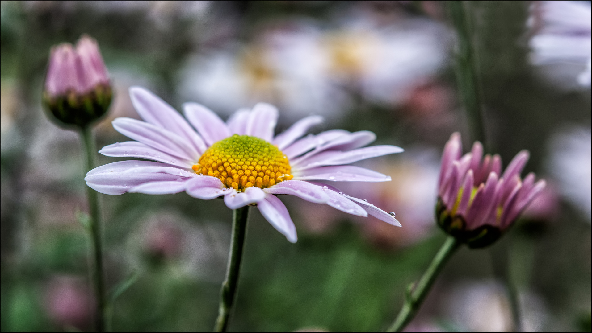 Herbstblume