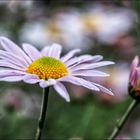 Herbstblume