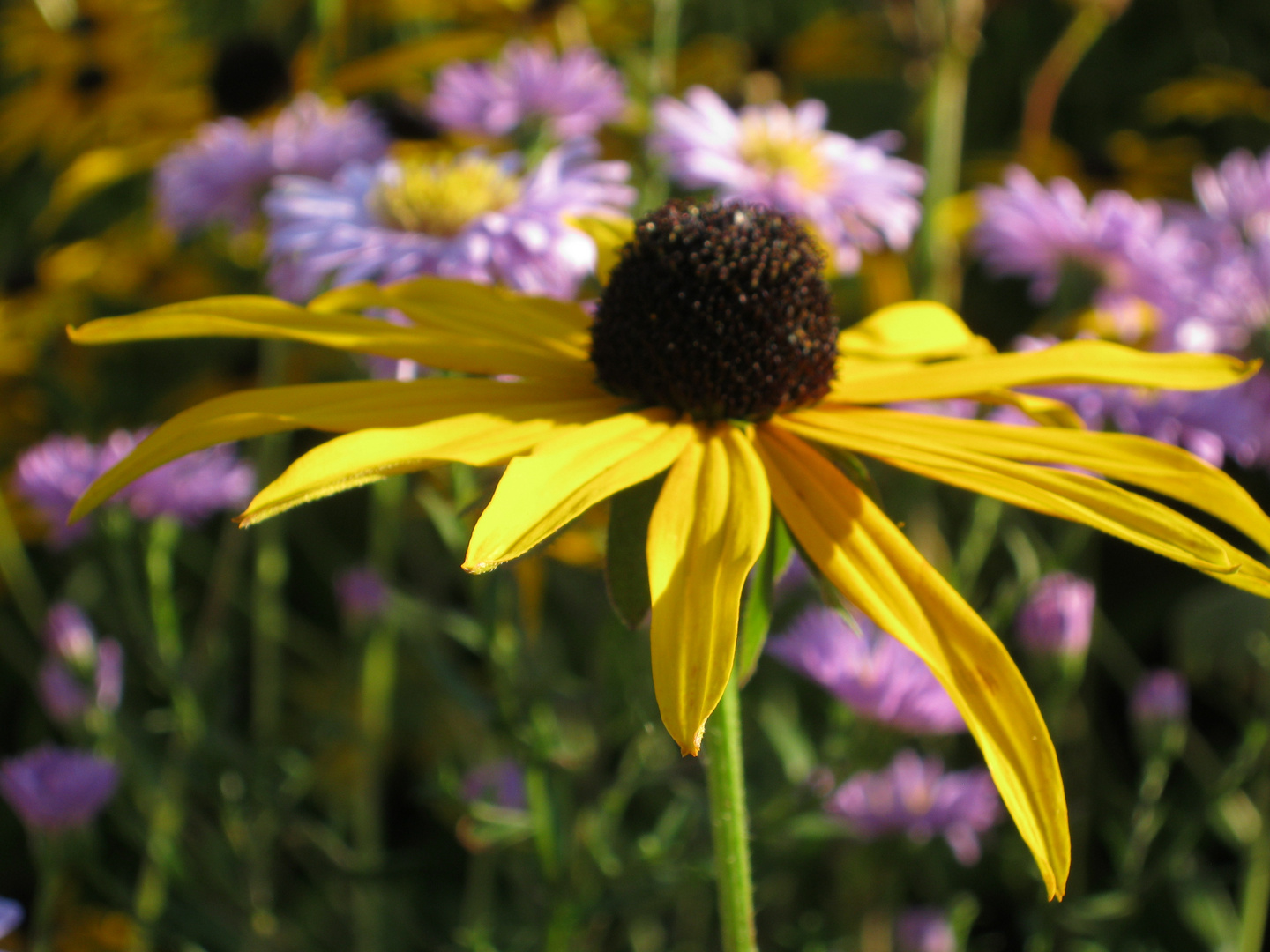 Herbstblume