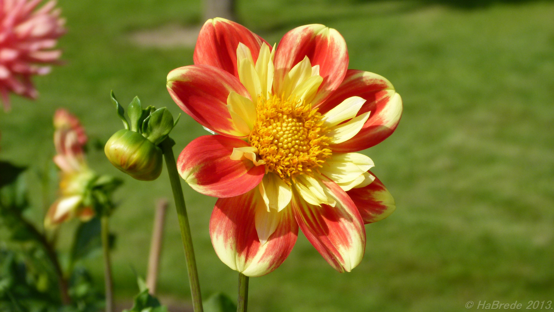 Herbstblume Foto & Bild | archiv projekte naturchannel