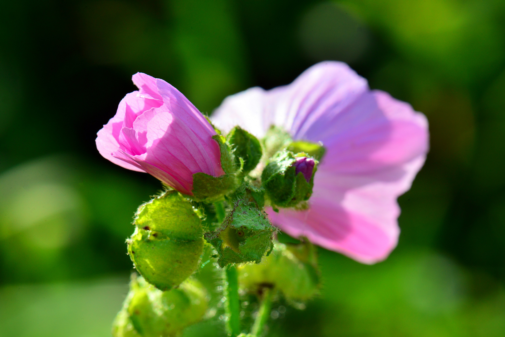 Herbstblume