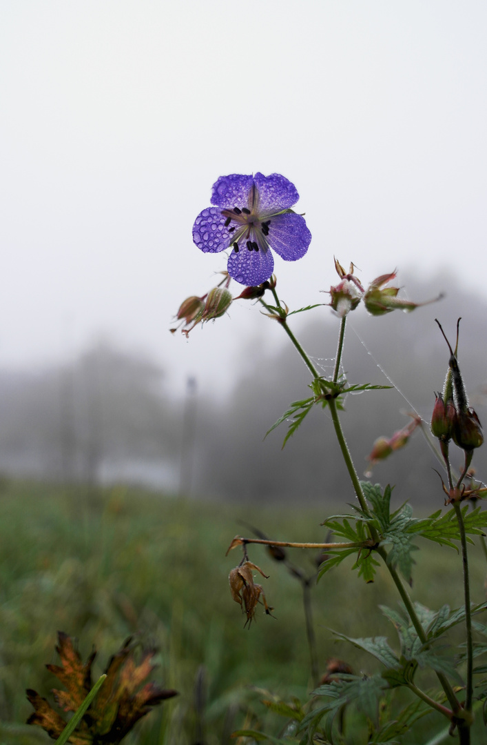 Herbstblume