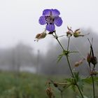 Herbstblume