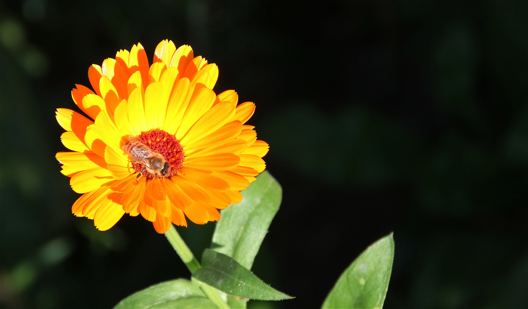 Herbstblume Foto & Bild | sommer, sonne, wiese Bilder auf fotocommunity
