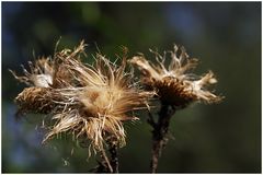 Herbstblume