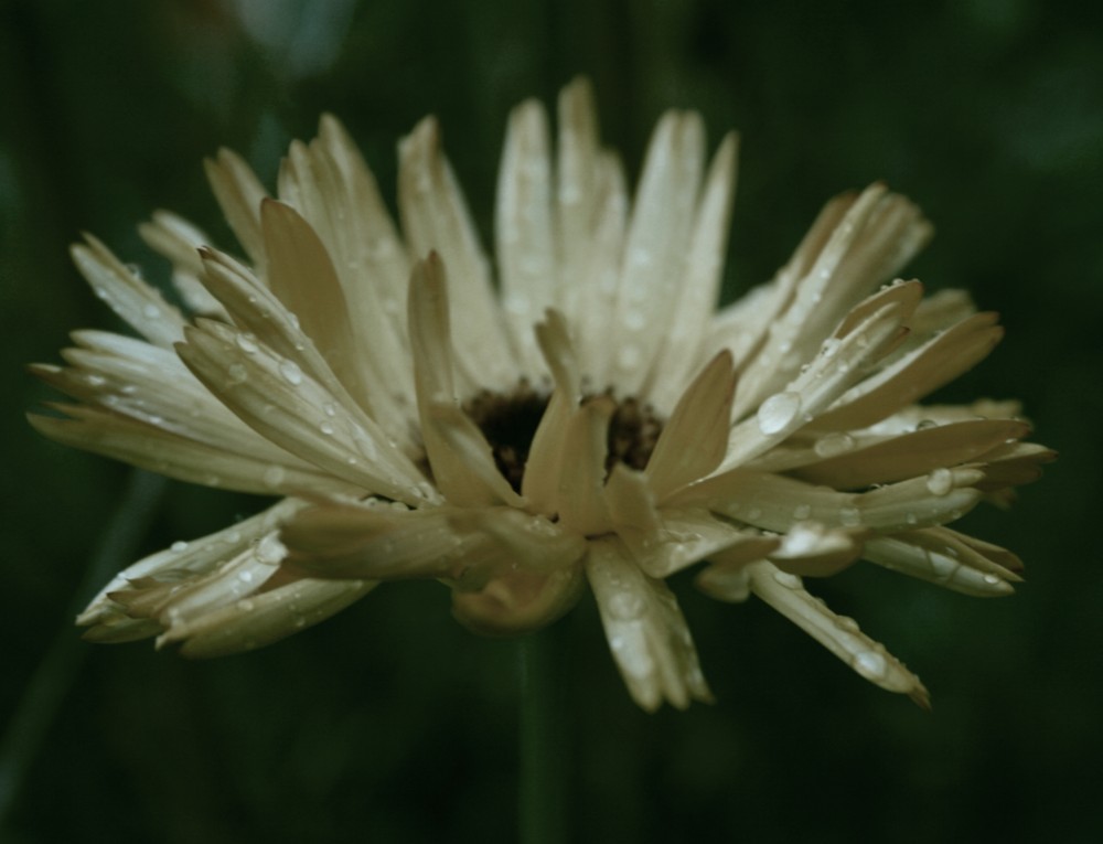 [herbstblume]