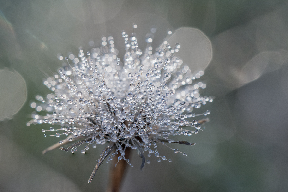 Herbstblume