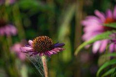 Herbstblume