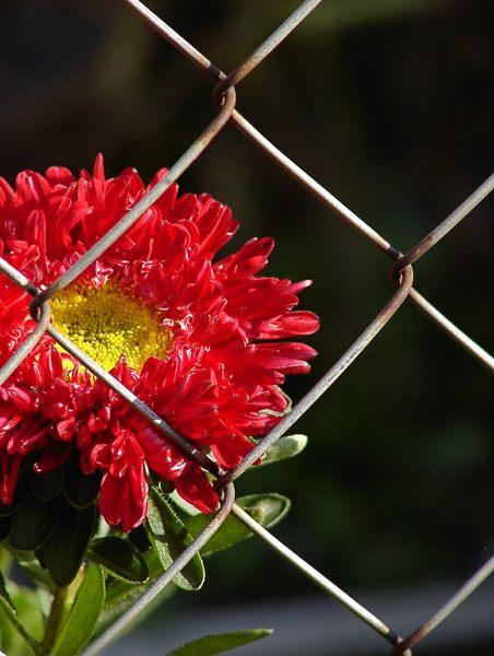 Herbstblume...