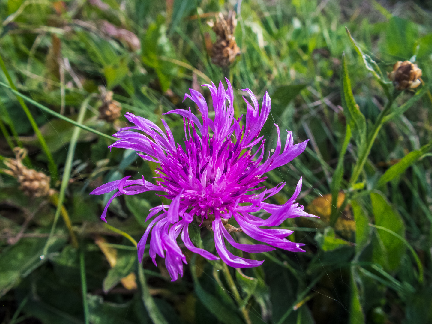 Herbstblume