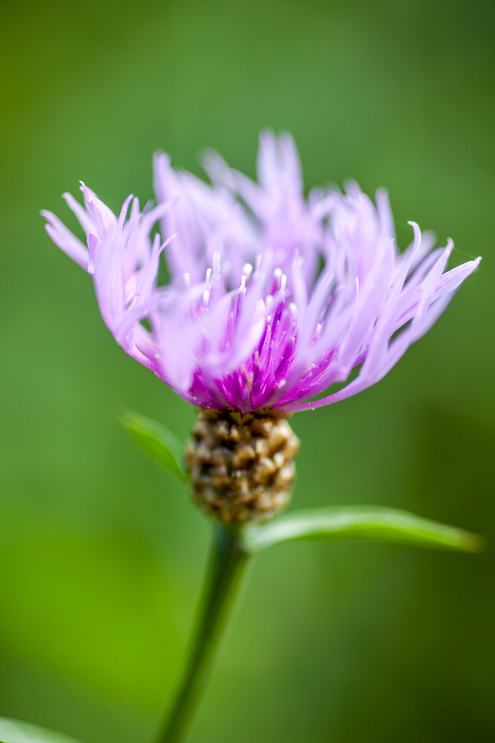 Herbstblume