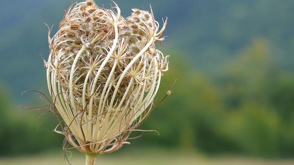 herbstblume