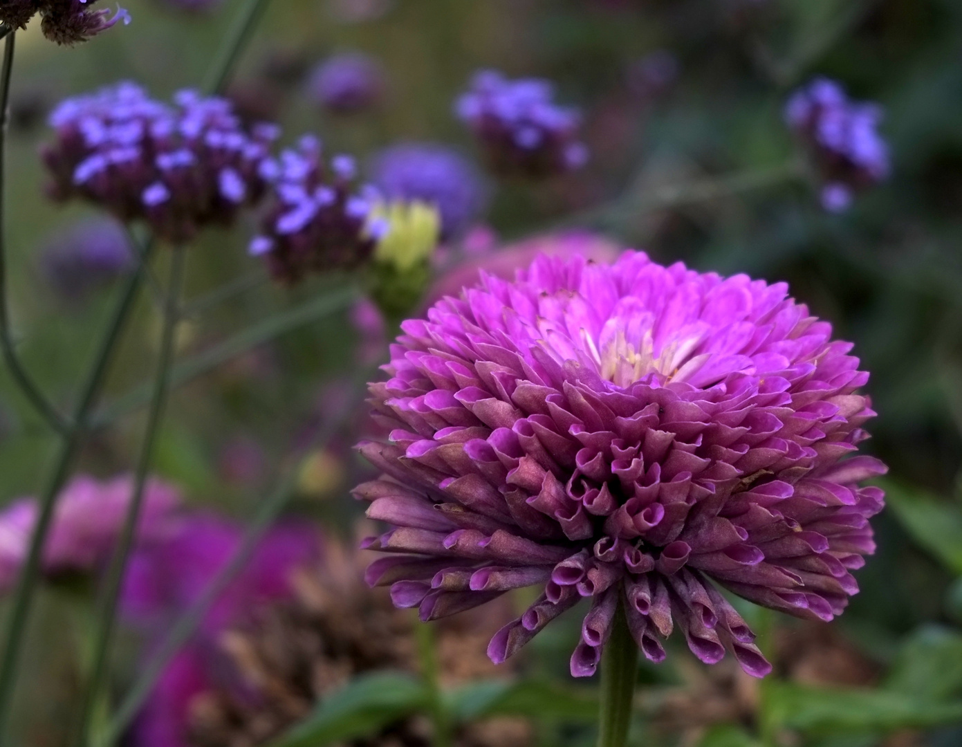 Herbstblume