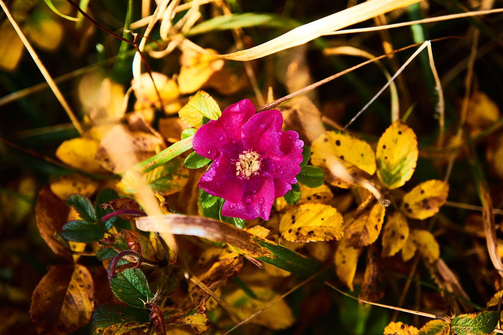 Herbstblume