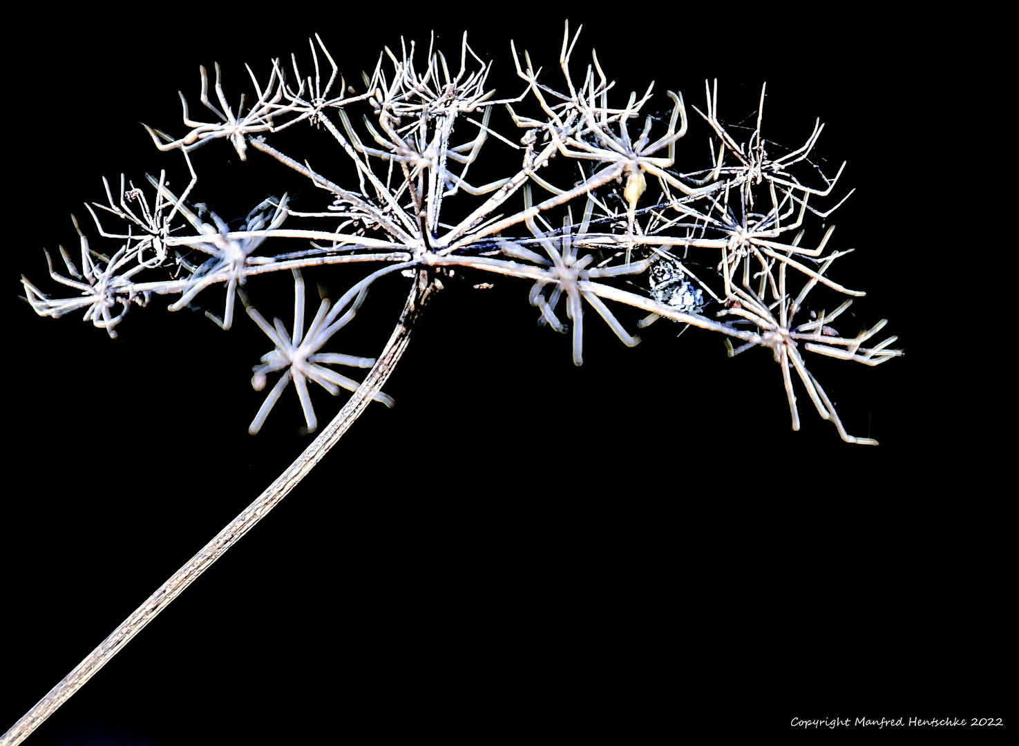 Herbstblume