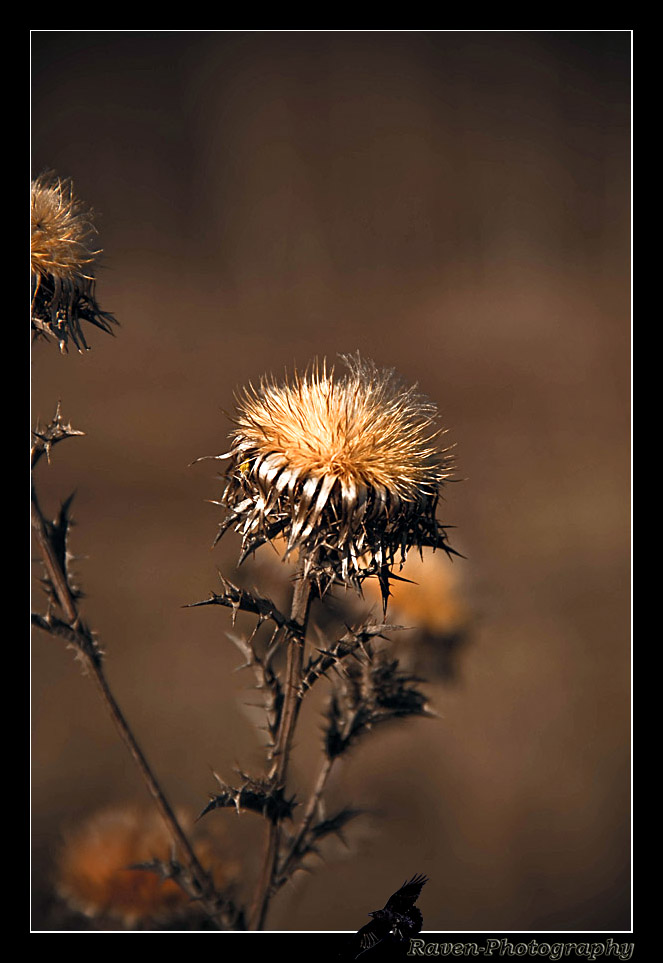 Herbstblume