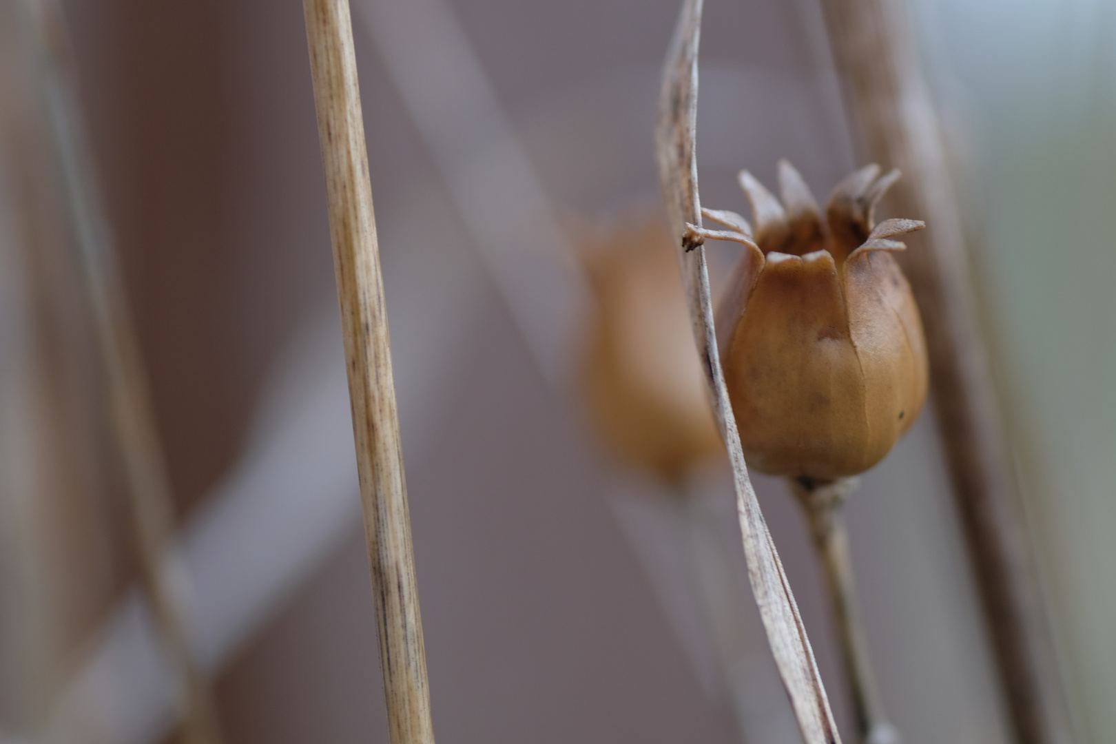 Herbstblume