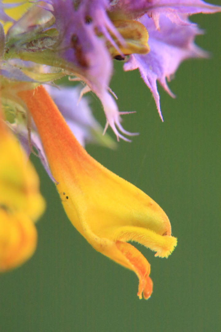 Herbstblume