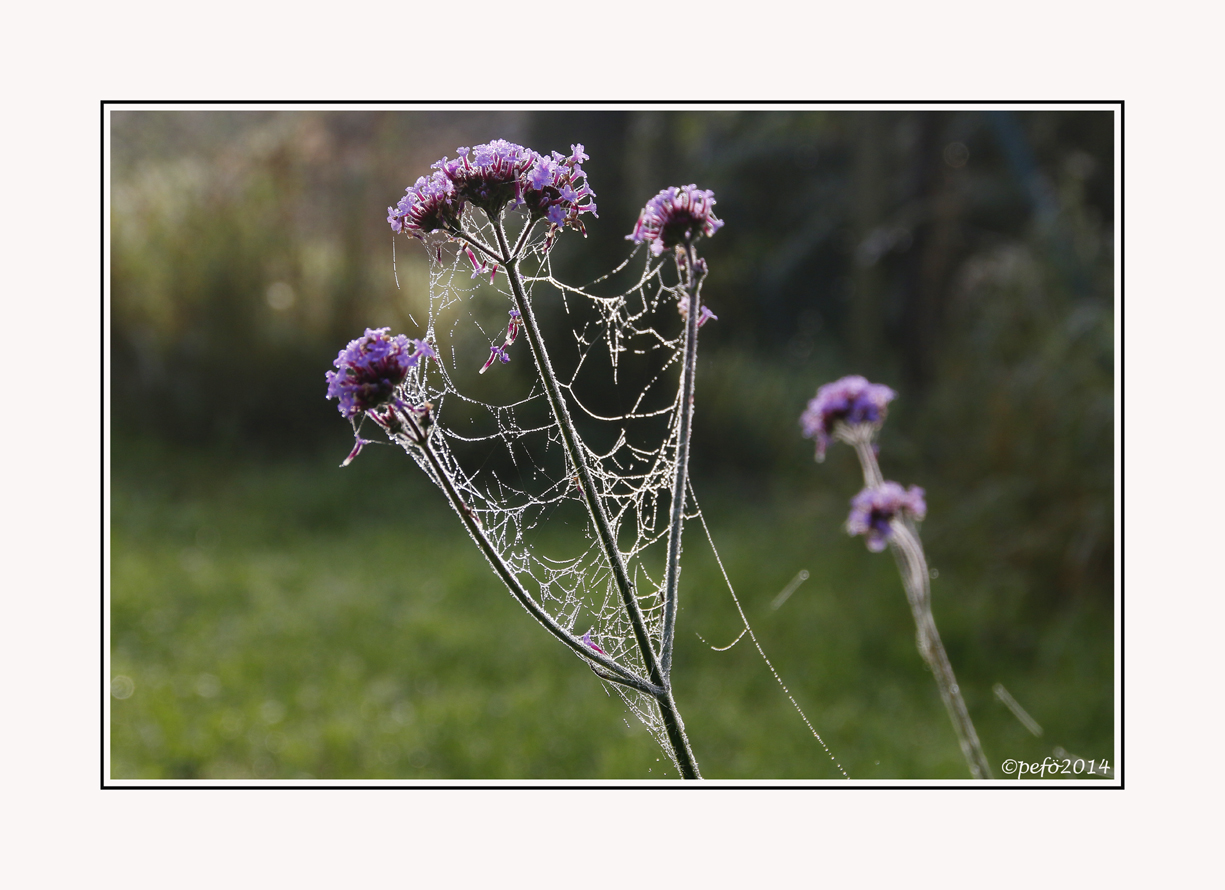 Herbstblume