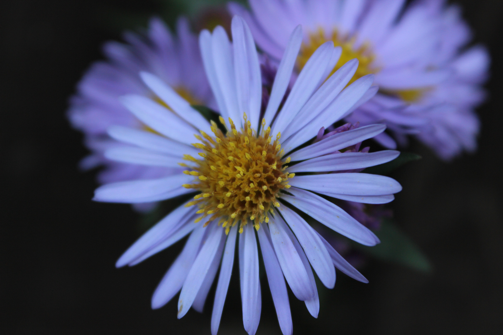 Herbstblume