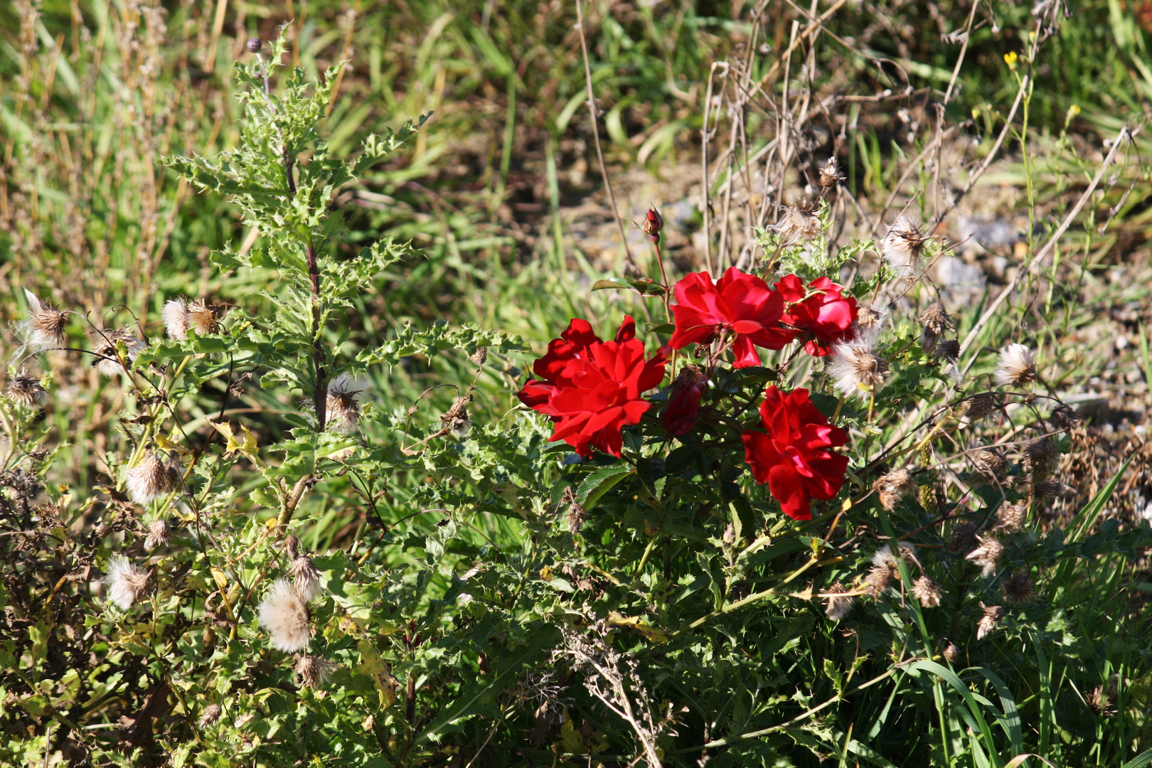 Herbstblume