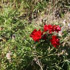 Herbstblume