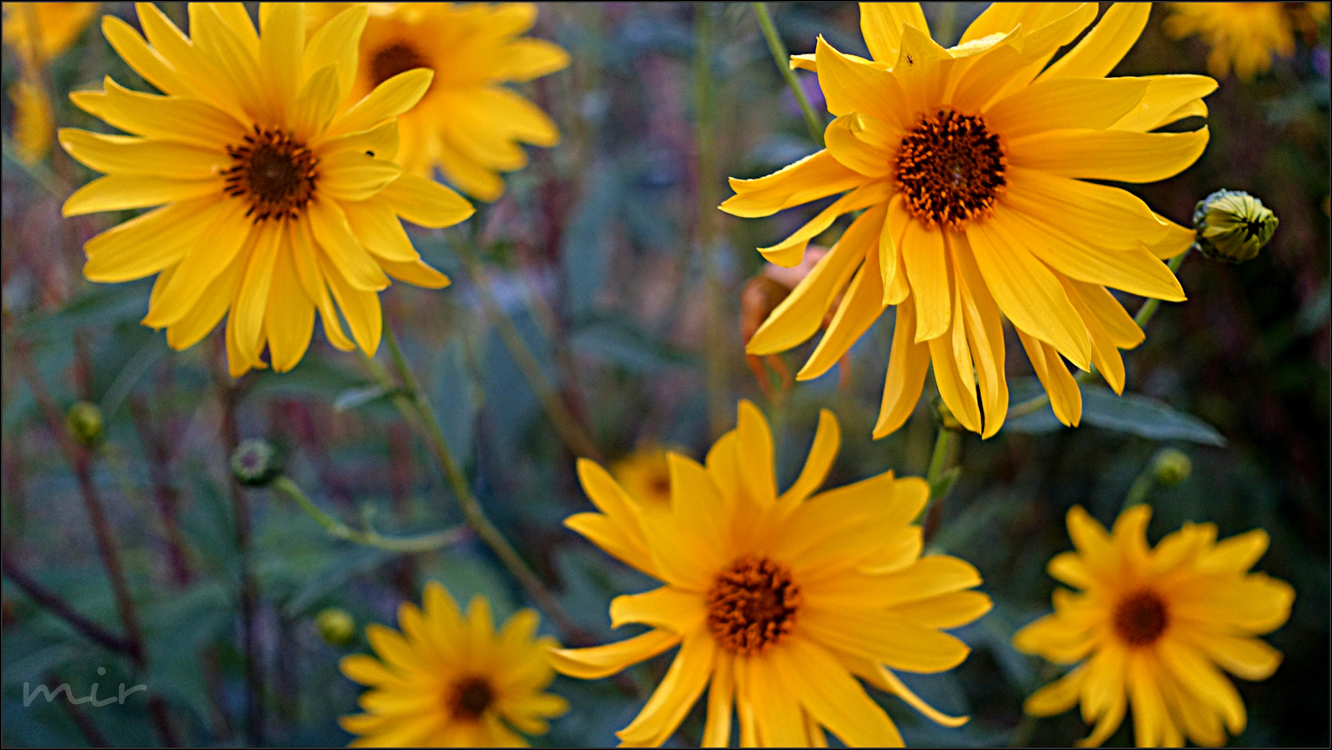 Herbstblume