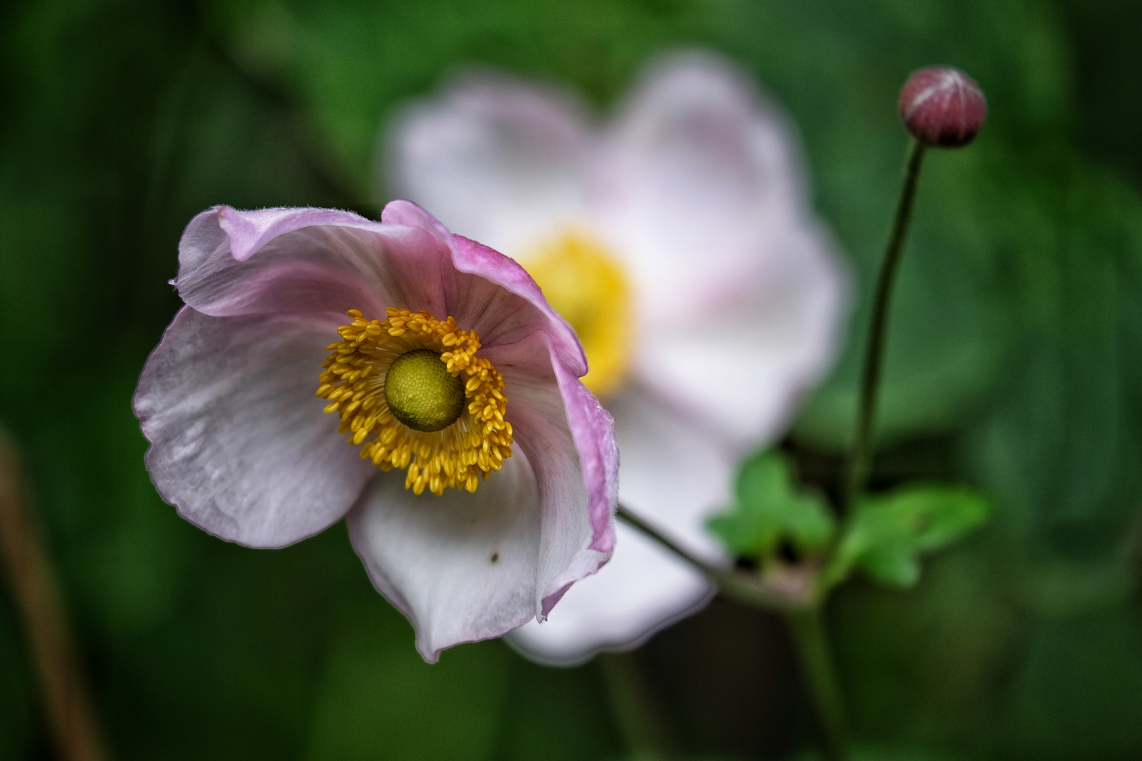 Herbstblume