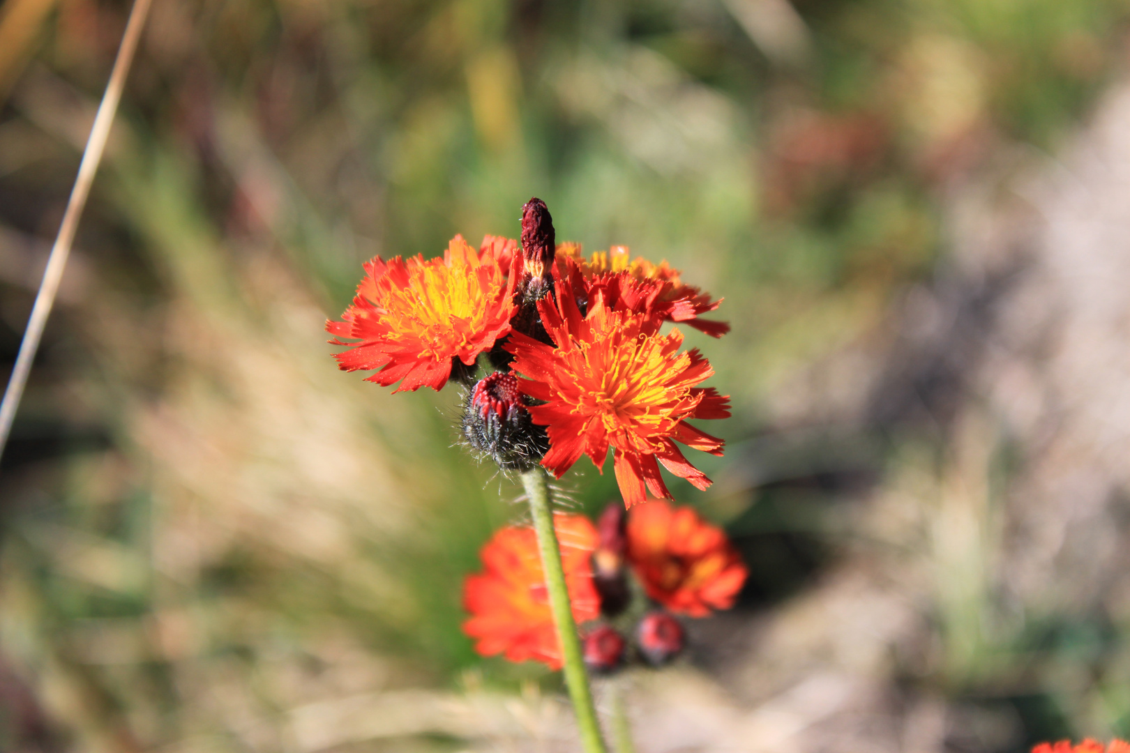 Herbstblume