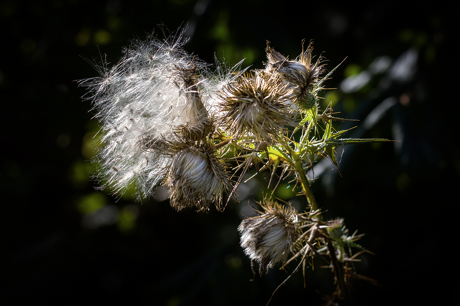 Herbstblume