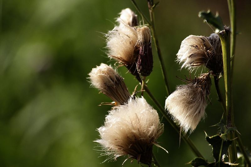 Herbstblume