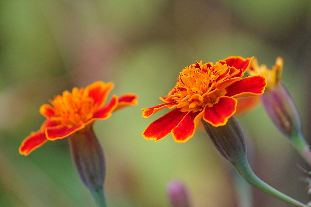 Herbstblume!