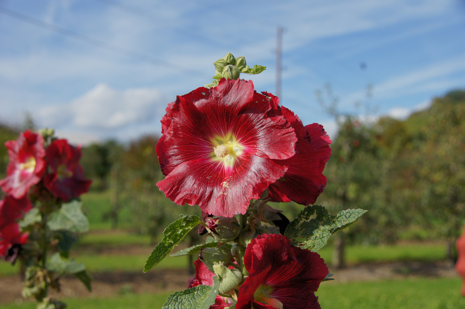 Herbstblume