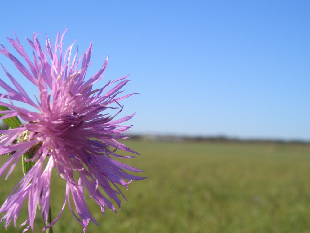 Herbstblume