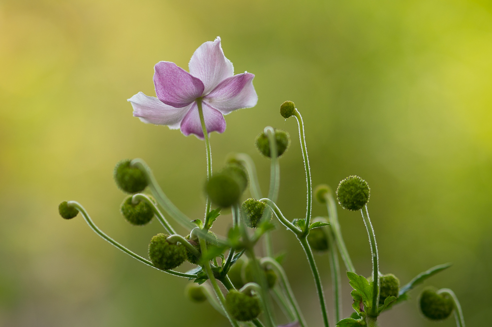 Herbstblume im Gegenlicht