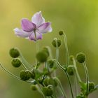 Herbstblume im Gegenlicht